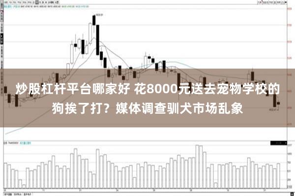 炒股杠杆平台哪家好 花8000元送去宠物学校的狗挨了打？媒体调查驯犬市场乱象